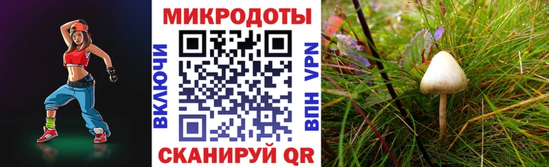 Галлюциногенные грибы Psilocybe  Купить закладки  Николаевск 
